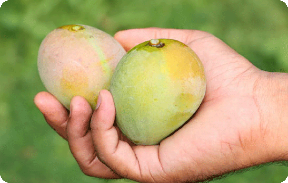 Farm Fresh Image